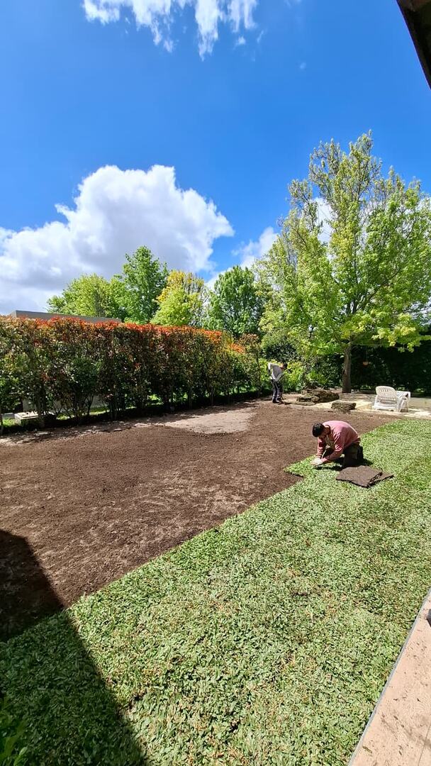 Colocación de panes de grama bahiana sobre tierra preparada en Rosario