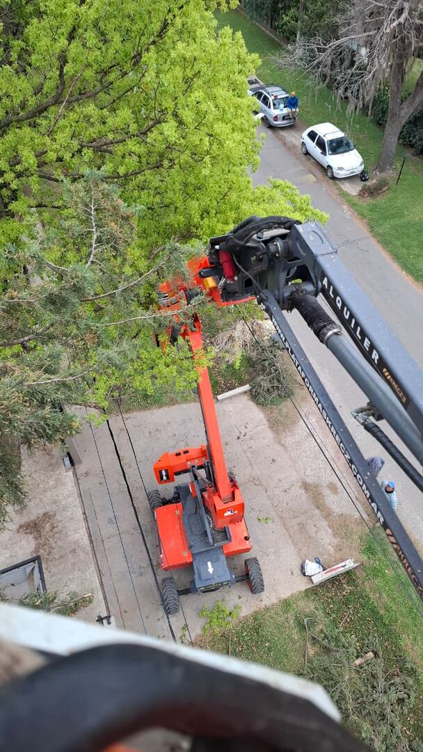 Poda de pinos en altura con plataforma elevadora