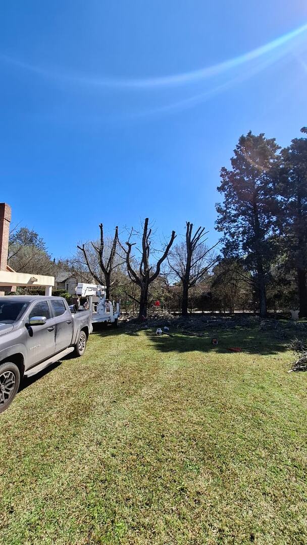 Poda de árboles grandes con plataforma elevadora en Rosario